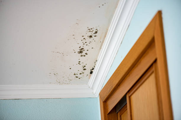 Best Black Mold Removal  in Sardis, MS