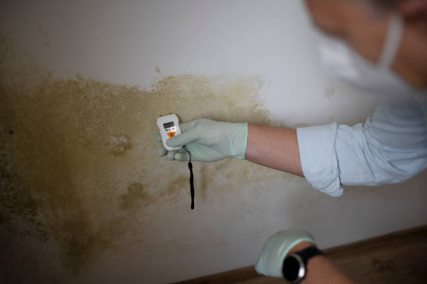 Best Commercial Mold Removal  in Sardis, MS