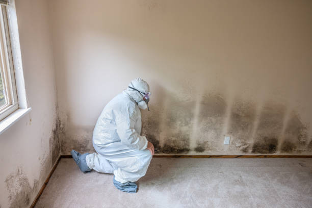 Crawl Space Mold Removal in Sardis, MS