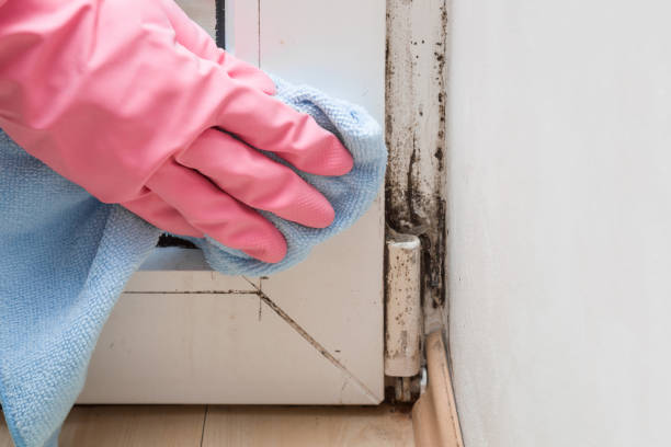 Best Professional Mold Removal  in Sardis, MS
