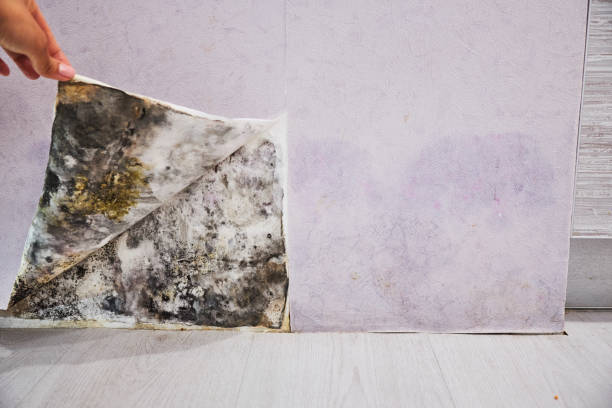 Best Mold Damage Repair  in Sardis, MS
